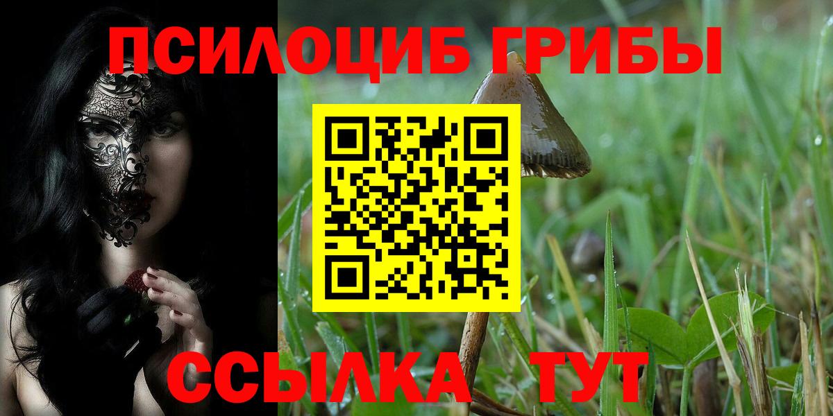 купить   Вход с VPN  Благодарный  Псилоцибиновые грибы Psilocybine cubensis 